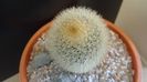 Mammillaria pilcayensis v. chrysodactyla