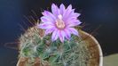 Mammillaria grahamii
