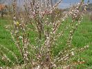 prunus tomentosa