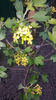 ribes aureum