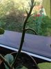 H Imperialis alba