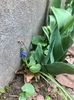 Lalele si muscari