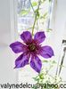 Clematis Multi Blue