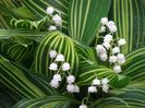 Convallaria majalis 'Albostriata'