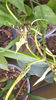 brassia "toscane"