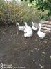 IMG-20201010-WA0011