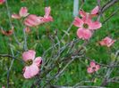 Cornus florida Rubra