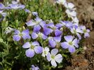 aubrieta Regado blue-white