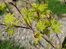 acer palmatum Aureum