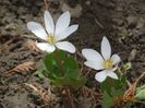 sanguinaria canadensis