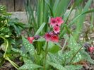 pulmonaria Shrimps on the Barbie