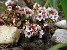 bergenia Dragonfly Angel Kiss