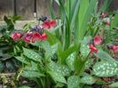 pulmonaria Shrimps on the Barbie