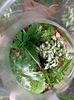 Mini terrarium