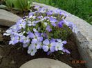 aubrieta Regado blue-white