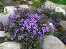 phlox subulata Purple Beauty