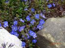 veronica Georgia Blue