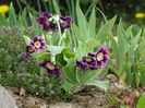 primula pubescens