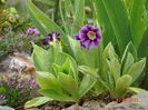 primula pubescens