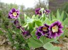 primula pubescens