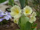 primula pubescens