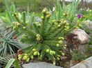 picea abies Pusch