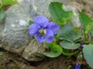 viola spontana