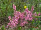 prunus tenella Fire Hill
