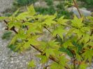 acer palmatum Aureum