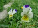 viola arvensis