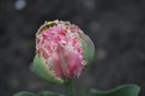_DSC0841