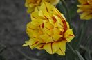 _DSC0176