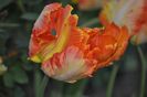 _DSC0227