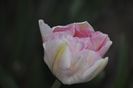 _DSC0240
