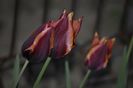 _DSC0268