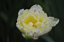 _DSC0382