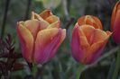 _DSC0391