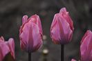_DSC0393