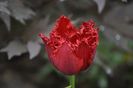 _DSC0432