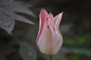 _DSC0434