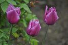 _DSC0436
