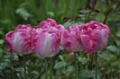 _DSC0438