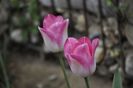 _DSC0492