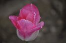 _DSC0494