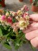26.04.2021- Kalanchoe