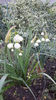 Leucojum aestivum