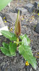 arum maculatum(specie botanica ptotejata)