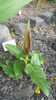 arum maculatum(specie botanica ptotejata)