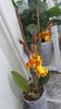 psychopsis papilio mariposa GV