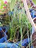 Zephyranthes 7ron/buc